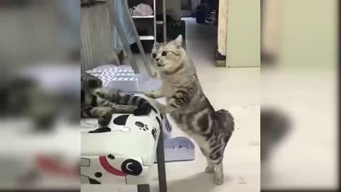 This cat is grumbling because his place is taken