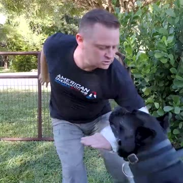 120-LB Cane Corso NEWSPAPER Bite