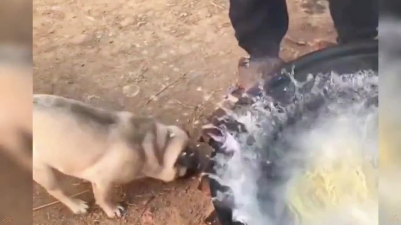 ‘’Unlucky Dog Award‘’（1）