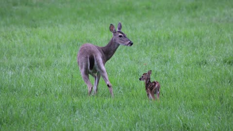 First Fawn of 2024