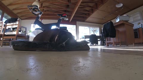 My best friend Prince - The Loudest Snoring Dog - Long Play Wake up Video