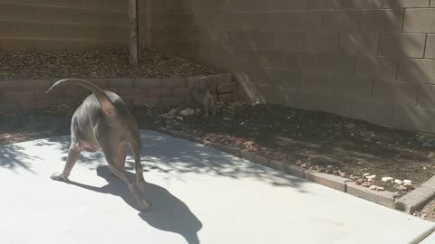 Watch How Excited This Pitbull Is To Have A Puppy Brother!!