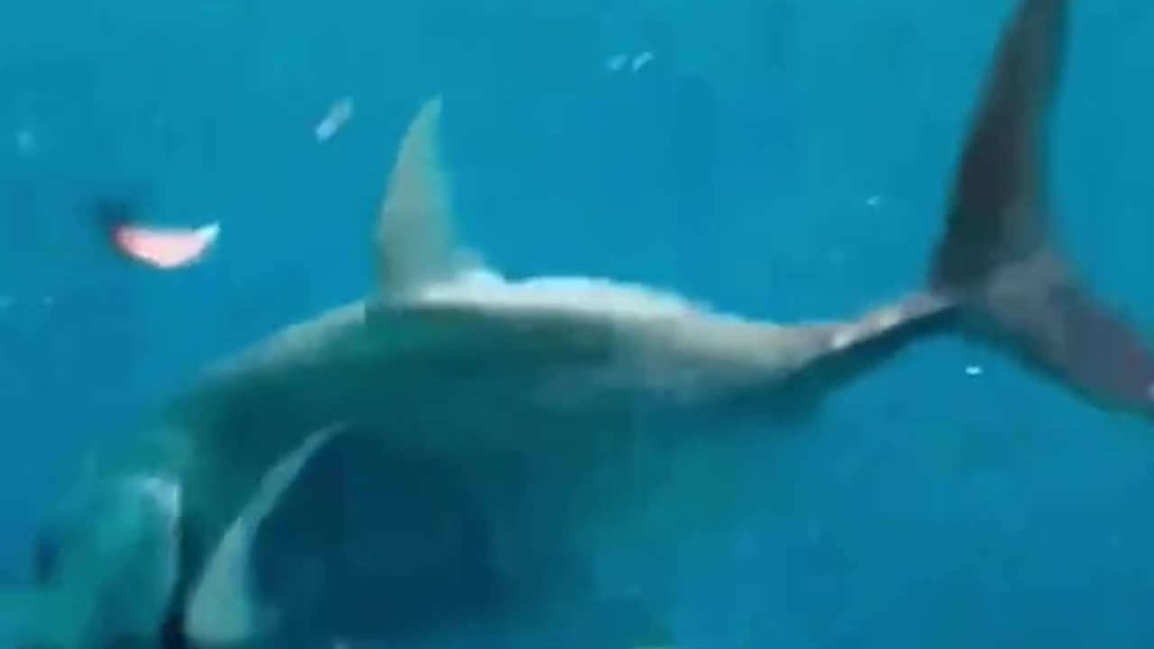 shark attack eagle