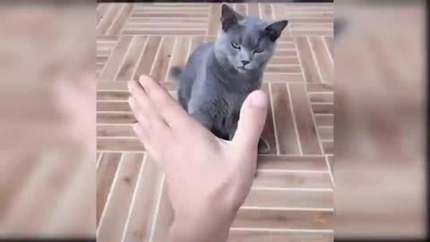 Cat are unconscious in the magic of man.