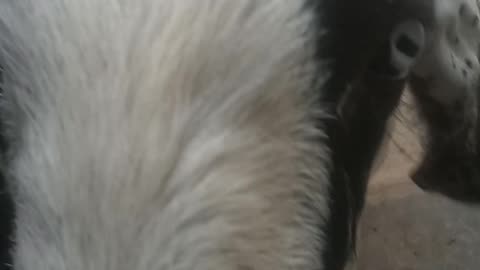 It is a goat and it is very beautiful