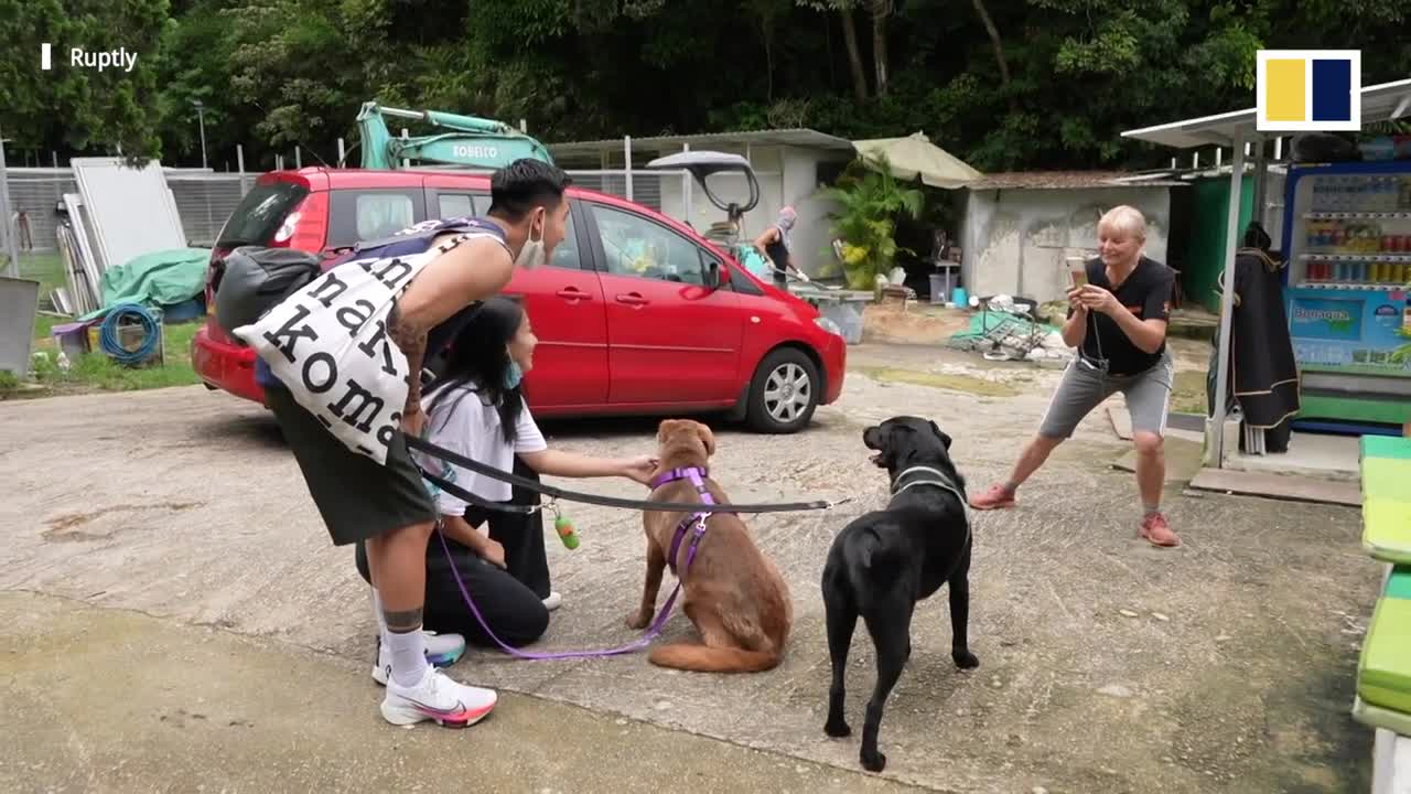 Hong Kong dog shelter struggles amid jump in number of stranded pets and staff shortage during Covid