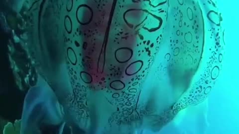 Rare Jellyfish