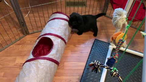 Puppies in Little Tikes tunnel