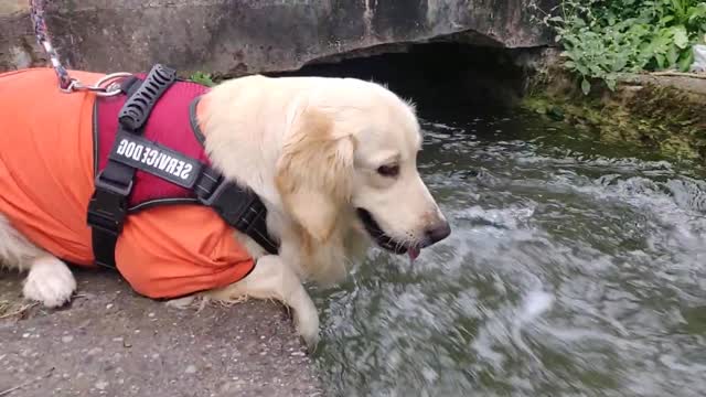 Cute Dog Enjoys Water | Funny Dog