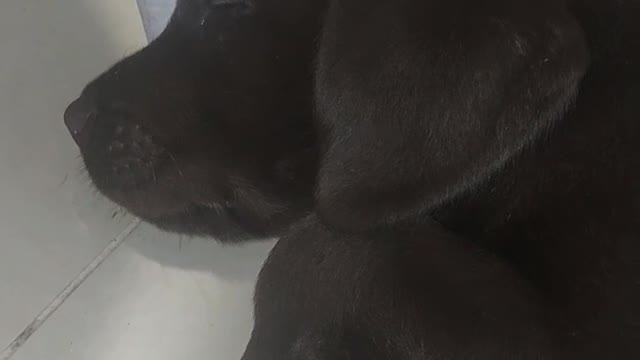 Sleepin' Labrador Puppy