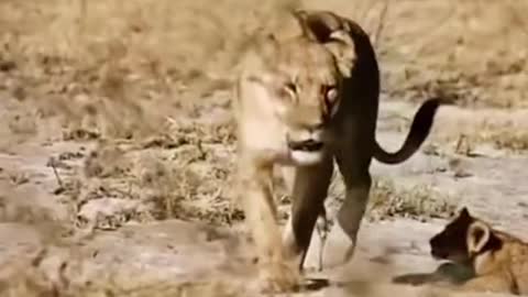 Lioness with her cubs