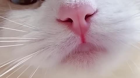 FUNNY CAT