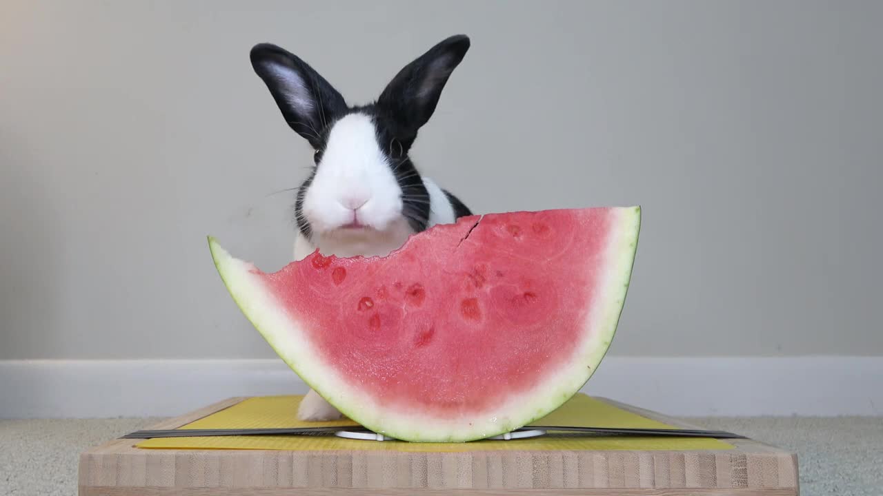 Rabbit eating watermelon ASMR