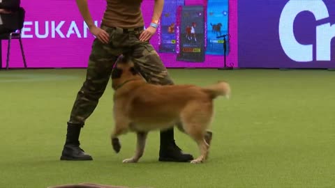 Amazing ......dogs performance