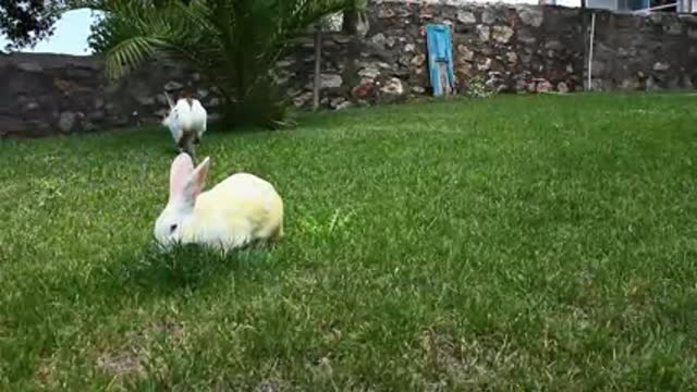 Bunny Rabbits Eating Together