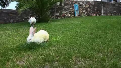 Bunny Rabbits Eating Together