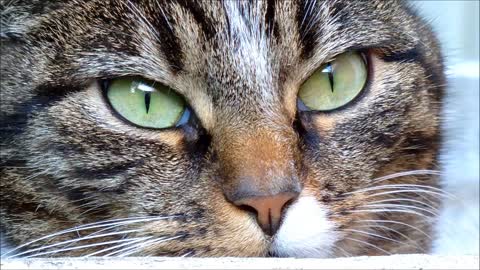 Cat_eyes_closeup