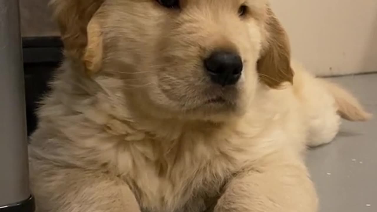 Funny & cute animals dog,