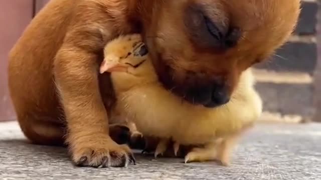 The puppy wants to sleep, let the chicken be a pillow