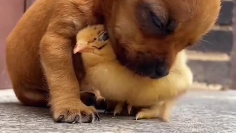 The puppy wants to sleep, let the chicken be a pillow
