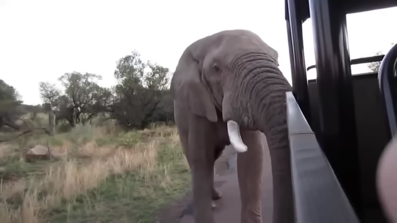 At the point when African Safaris Turn out badly...