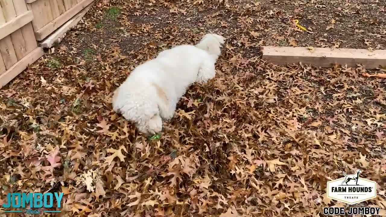 Dogs Play Fight Over a Ball, a breakdown