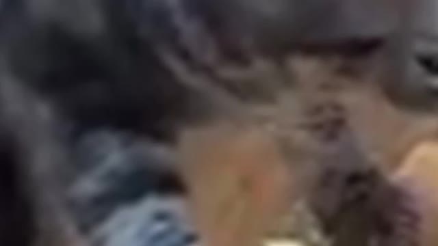 Refusing to eat cat food , cat, cat food, kitten | funny cats #catmeow #shorts