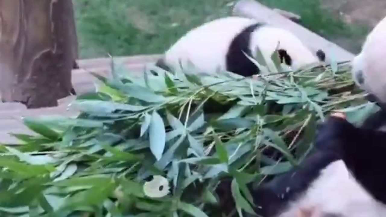 Baby panda throws a tantrum