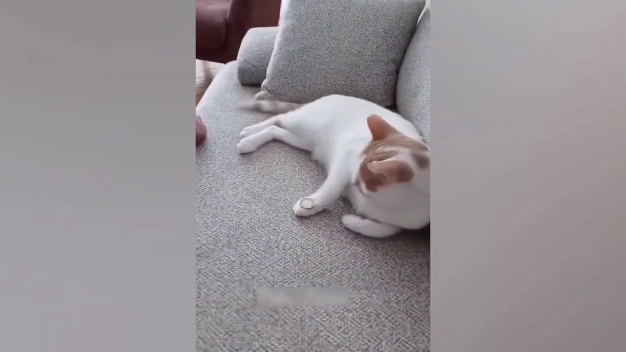 1 Hour You Laugh You Lose 🤩 Funniest Cats and Dogs 😸🐶