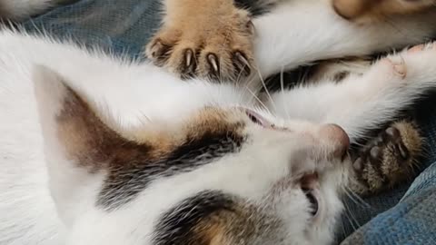 How are the kittens killing each other?