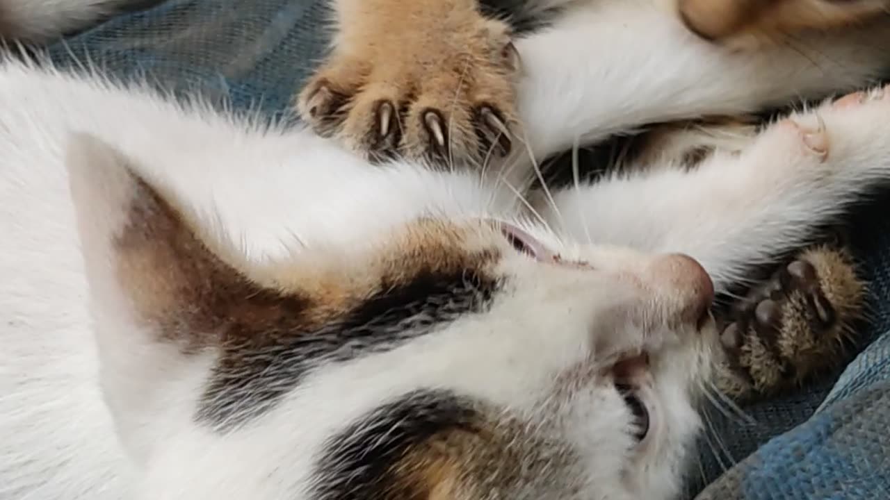 How are the kittens killing each other?