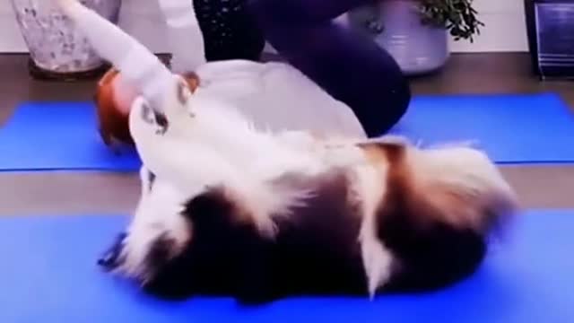 Let the dog cure you, dog funny video