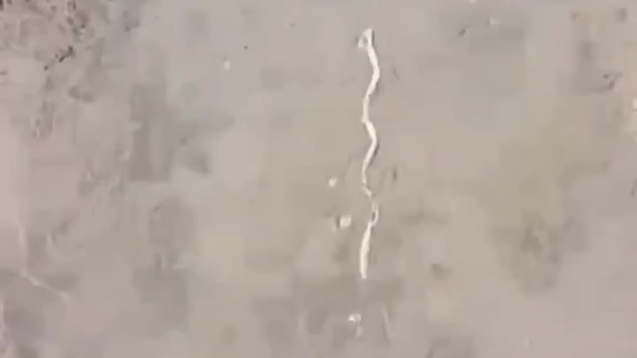Wood that moves opposite of water flow on its own