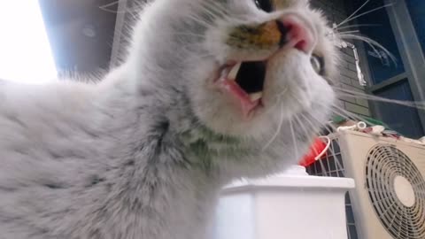 Funny​ video​ cat​ sing