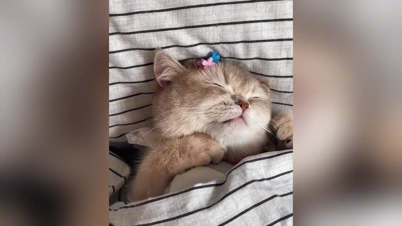 10 Hilarious 😂 Ways Cats 🐱 Sleep | funny compilation - pet room