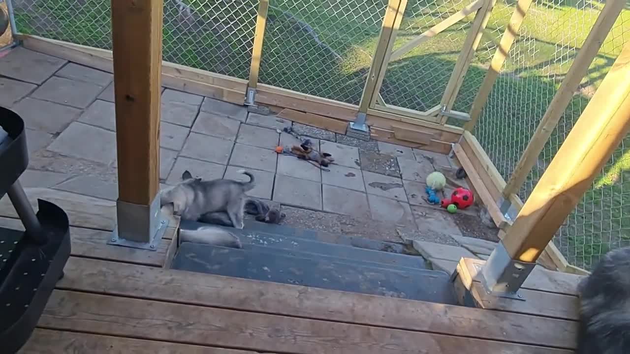 Malamute / Husky puppies [week 8] Week of Playing!