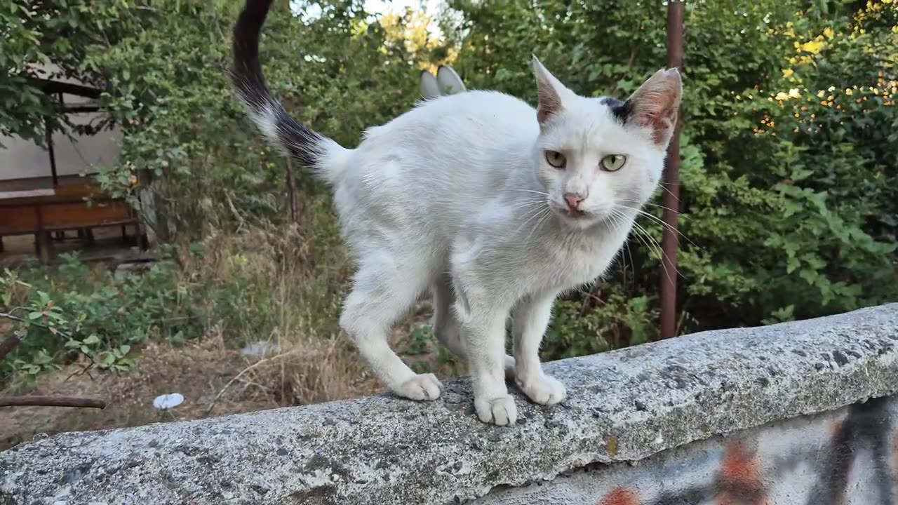 A hungry stray cat meows sadly and asks for food