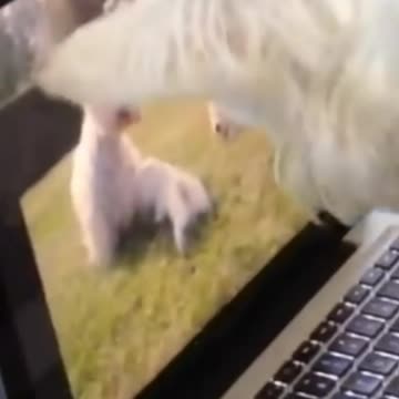 Funny pets video 9
