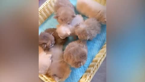 Cute animal kitten 😻💕 #cat #cute #kitten #pets #meow #videos #shorts 1