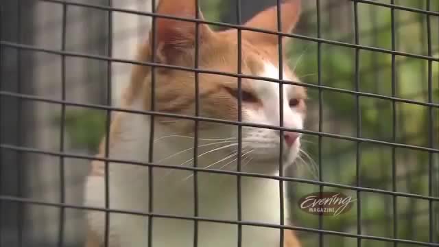 Evening Magazine - Cats & Outdoor Cat Enclosures | Crate sweetie Crate