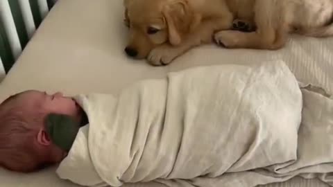 Puppy's Love For Baby #shorts #shortsvideo #video #viral