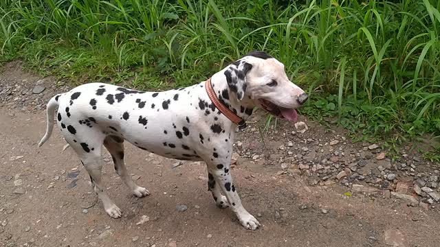 1/2 seconds of dalmatian