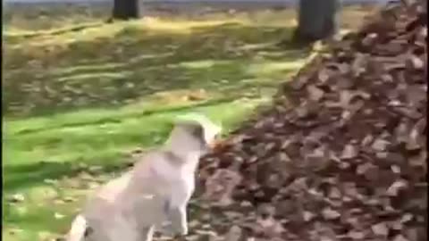 Funny animal videos 🤣🤣🤣🤣🤣✅✅🤣✅✅✅✅✅✅✅✅🤣✅🤣✅🤣✅✅🤣✅