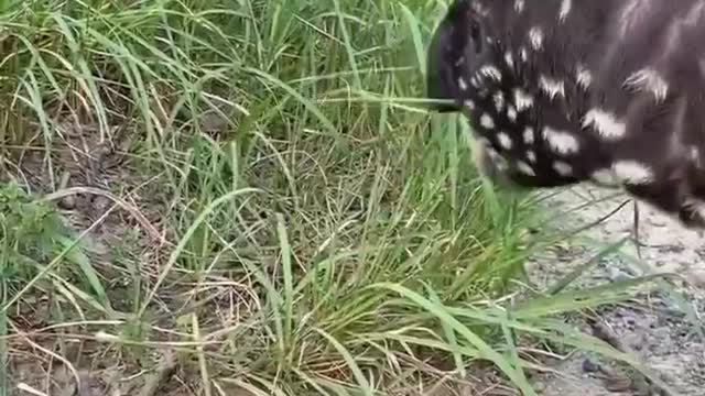 What is this? It's got spots all over it. Have you ever seen it