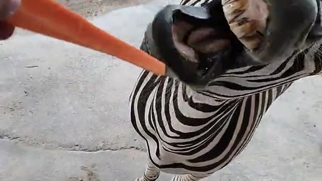 The big tooth of a zebra