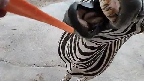 The big tooth of a zebra