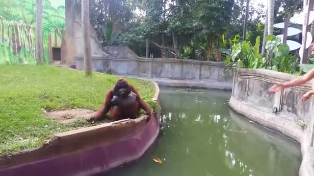 Clever Orangutan Makes a Fair Trade With Human