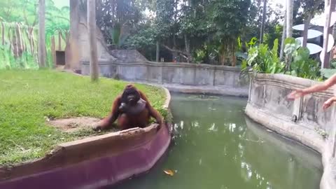 Clever Orangutan Makes a Fair Trade With Human