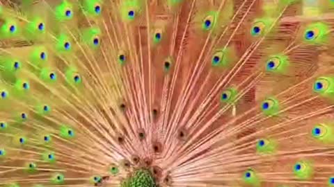 pretty peacock