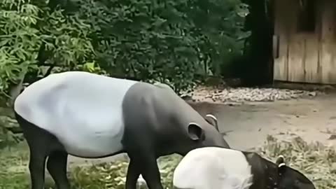 tapir